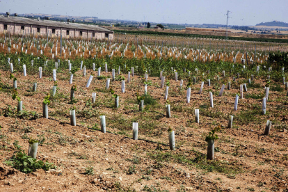 Noves vinyes a la zona regable del Segarra-Garrigues.