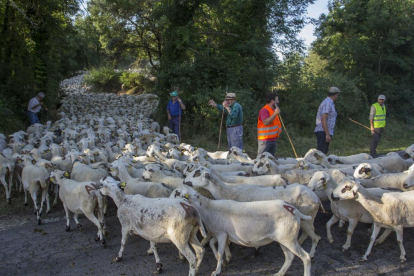 El rebaño de ovejas cruzando el municipio de Senterada, en el Pallars Jussà. 