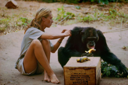 Una joven Jane Goodall grabada por su marido mientras estudia la vida de los chimpancés.