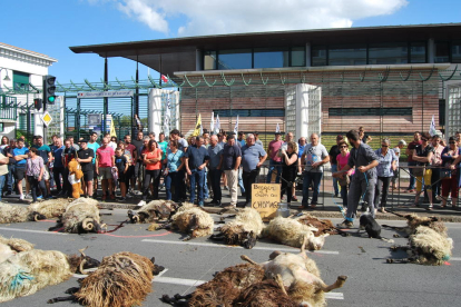 Ovelles mortes a conseqüència d’un atac de l’ós, davant de la seu de la subprefectura de Baiona.