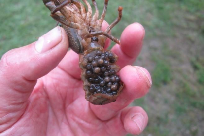 Tremp consigue criar en cautividad los primeros cangrejos de río