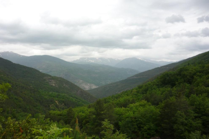 Agricultura subhasta 35.000 tones de fusta de boscos de vuit comarques de Lleida