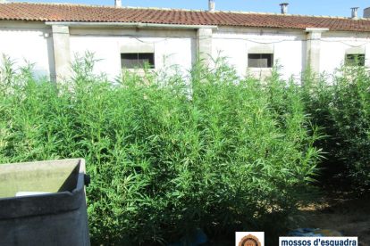 Plantas de marihuana en el exterior de una granja en Agramunt.