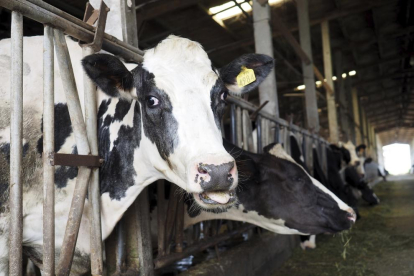 Las flatulencias de las vacas provocan entre un 10 y un 20% de las emisiones de efecto invernadero.