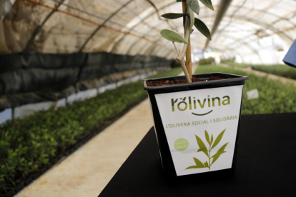 Plano corto de un olivo solidario de l'ACUDAM, 'La olivina', el 4 de julio de 2019