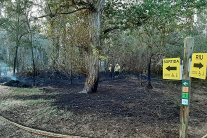 El foc va calcinar 400 metres quadrats de bosc de ribera.