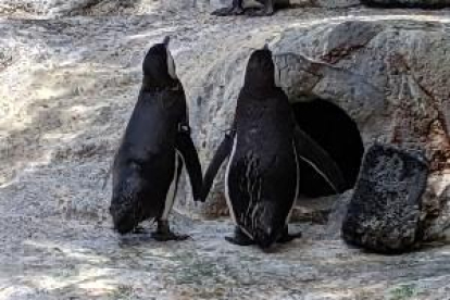 Una pareja de pingüinos gays, padres 