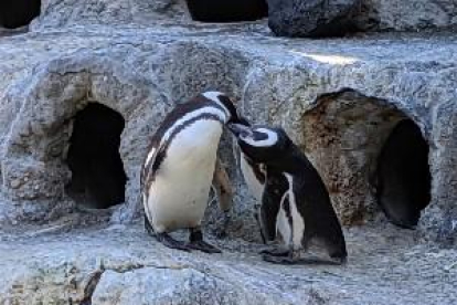 Una pareja de pingüinos gays, padres 