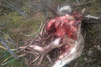 Un oso mata una oveja en el Pallars Sobirà