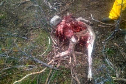 Un ós mata una ovella al Pallars Sobirà