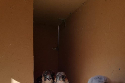 Els tres pollets de falcó peregrins que s’han introduït a Balaguer.