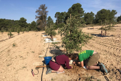 Diferents tècnics treballant a la finca experimental de Maials, on hi ha 300 alzines tofoneres.