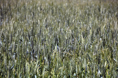 Un campo de cereal.