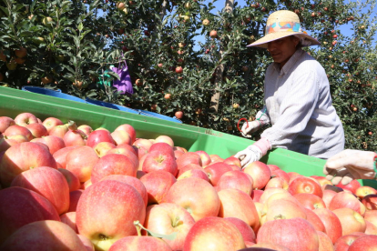En Ivars d’Urgell se ha empezado a cosechar manzanas de la variedad Buckeye Gala.