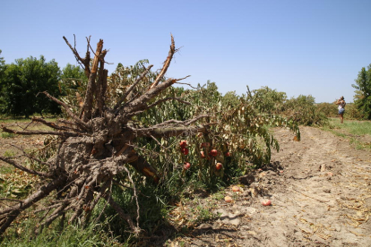 Imagen de archivo de árboles frutales arrancados en una finca en Lleida.