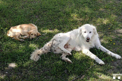 Localizan dos perros abandonados en el Jussà 