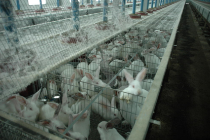 Imatge d'arxiu d'una granja de conills.