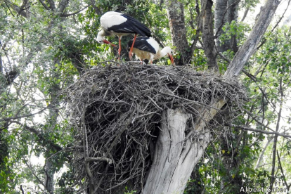 Dos cigüeñas en un nido en el parque de la Mitjana.