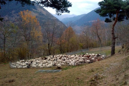 Uno de los agrupamientos de ovejas en el Sobirà.