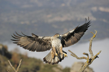 L'àguila cuabarrada és un rapinyaire de mida mitjana o gran de cua grossa.