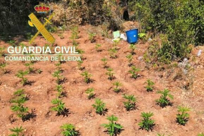 Confiscades més de 2.000 plantes de marihuana a Os de Balaguer