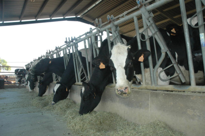 Vacas en una explotación de leche situada en las comarcas de Lleida.