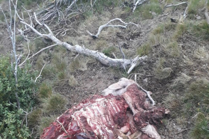 La oveja muerta tras el ataque del oso en Castanesa. 