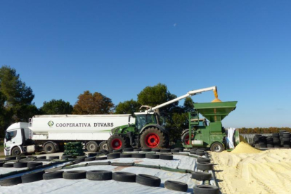Imagen de transporte de maíz pastone hacia la cooperativa d’Ivars d’Urgell.