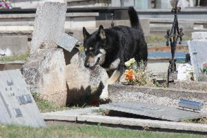 Mor el gos que va vetllar durant una dècada la tomba del seu amo a l'Argentina