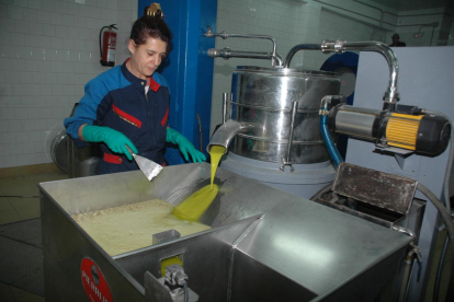 Imagen de archivo de la elaboración de aceite de oliva virgen extra en una cooperativa de Lleida.