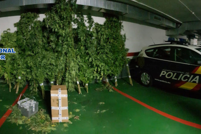 Vista de las plantas de marihuana intervenidas en la finca ganadera de Mollerussa el pasado miércoles 19 de septiembre. 