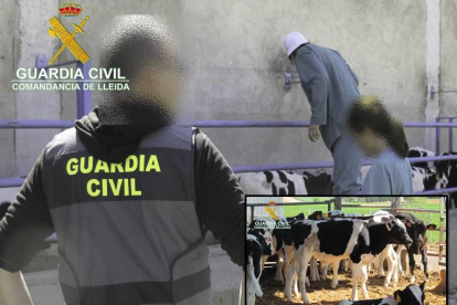 Investiguen dues explotacions ramaderes lleidatanes per alterar la traçabilitat dels vedells