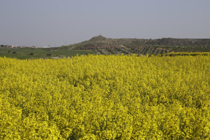 Imagen de un campo de colza en flor en la zona del Urgell.