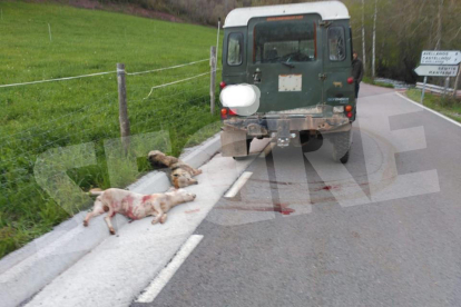 Vista de los animales abatidos al lado de la carretera el pasado mes de mayo en Sarroca de Bellera