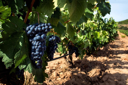 Los vinos, junto al aceite, se presentan como los grandes perjudicados de la subida de aranceles.