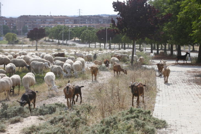 Un ramat d'ovelles a Lleida.