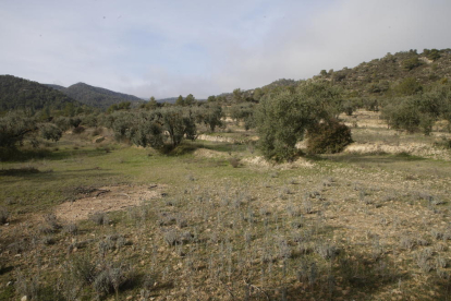 Els terrenys on hi ha prevista la construcció de l’abocador de Riba-roja.