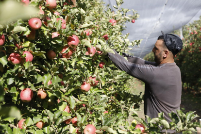 Els productors de Lleida han iniciat aquesta setmana la collita de la poma pink lady.