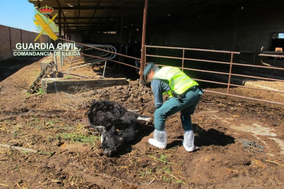 Una de les vaques trobades mortes a l’explotació de Torregrossa.