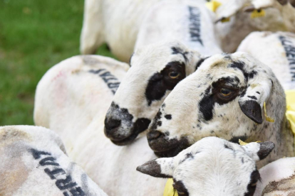 Las ovejas con lazos amarillos y la palabra “llibertat” pintada sobre el lomo tras esquilarlas.