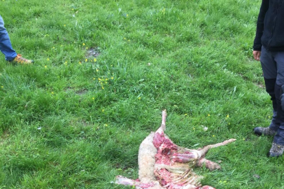Imagen de la oveja que fue atacada en Bagergue. 