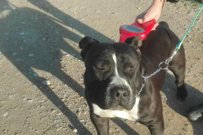 Uno de los perros rescatado el fin de semana en Rosselló. 