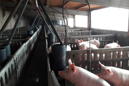 Imatge d’una granja de porcs a la comarca del Pla d’Urgell.