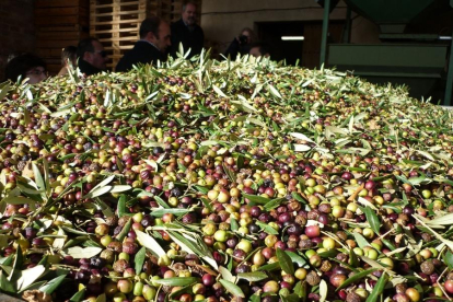 UP alerta de una caída de entre el 30% y el 80% en la producción de olivas en Catalunya