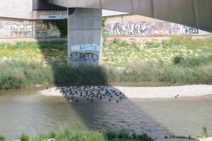 Los  patos que se bañaban ayer en el río Segre se resguardaban bajo la sombra de la pasarela de los Camps Elisis. 