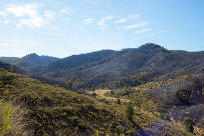 Imatges de l'incendi de la Franja i el Segrià, el més important de l'any a les comarques lleidanates, amb 453 hectàrees cremades