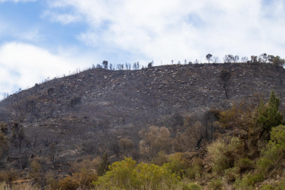 Imatges de l'incendi de la Franja i el Segrià, el més important de l'any a les comarques lleidanates, amb 453 hectàrees cremades