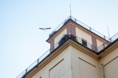 Veïns de Pardinyes es van concentrar ahir de nou des de primera hora del matí per intentar frenar una altra vegada la demolició de les antigues sitges del Senpa, on la Paeria impulsa la construcció d'un alberg per a temporers, però aquesta vegada les màquines van reprendre la demolició