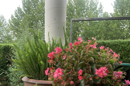 Jardines, balcones, terrazas, huertos o rincones con plantas y flores.