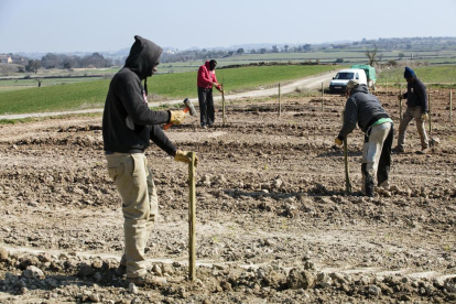En una sola jornada, dijous passat, es van plantar les sis primeres hectàrees.